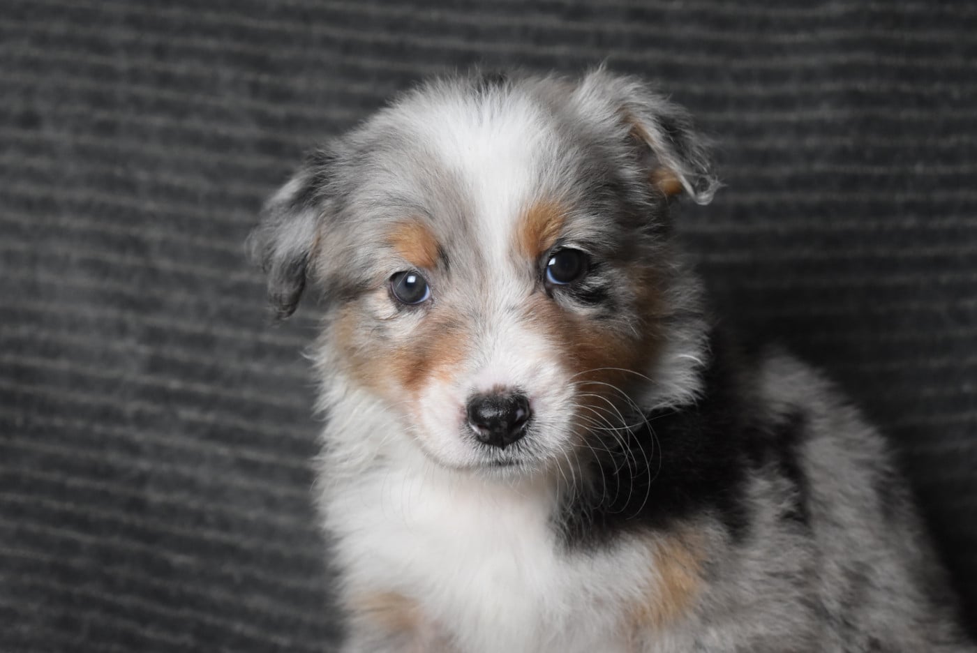 FEMELLE DISPONIBLE