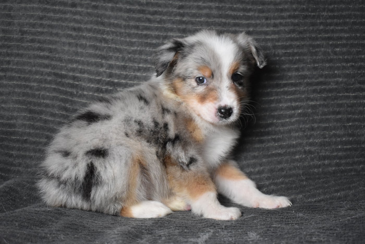 FEMELLE DISPONIBLE