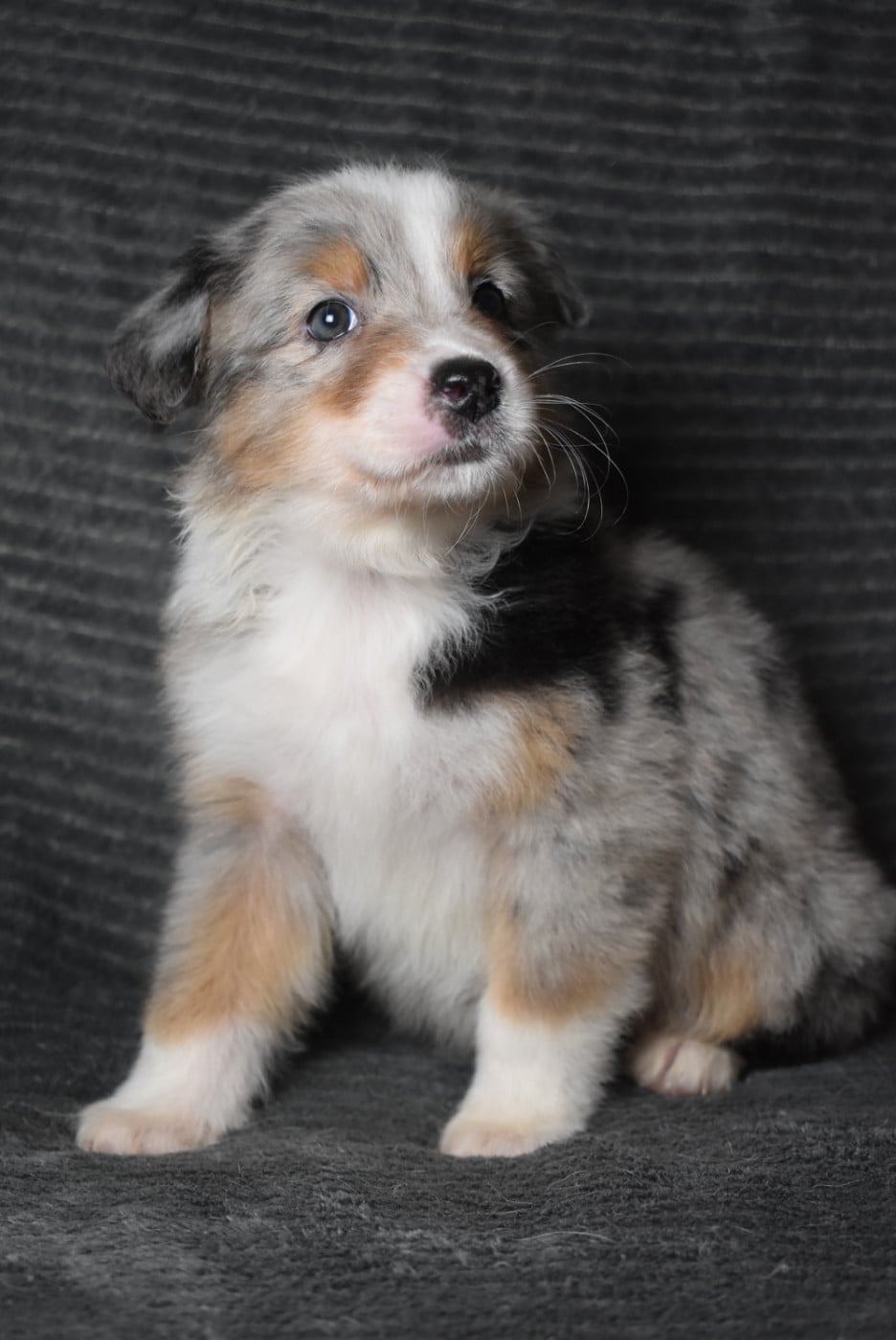 FEMELLE DISPONIBLE