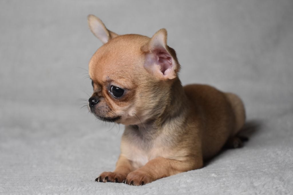 ALADDIN (nom provisoire)