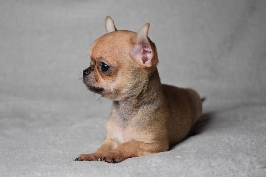 ALADDIN (nom provisoire)