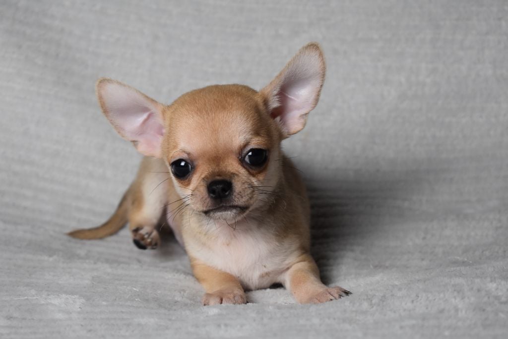 AVALAN (nom provisoire)