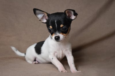 Les chiots de Chihuahua