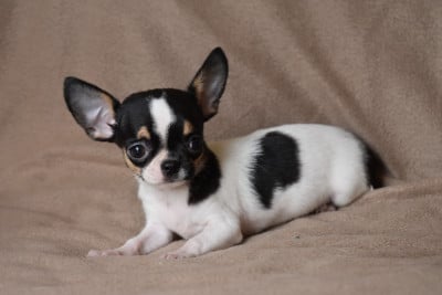 Les chiots de Chihuahua