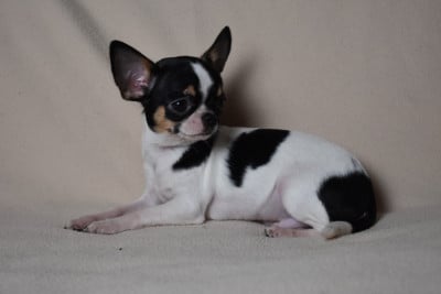 Les chiots de Chihuahua