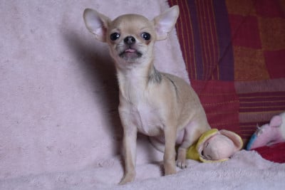 AMBER ASH BLUE - Chihuahua