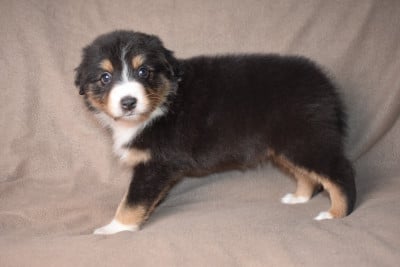 BETWEEN US (nom provisoire) - Berger Australien