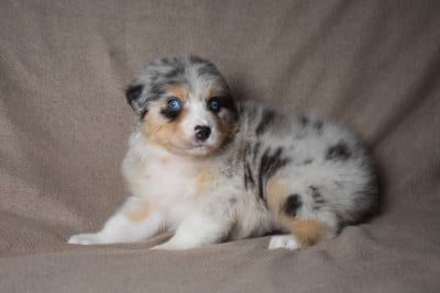 BLOOM (nom provisoire) - Berger Australien