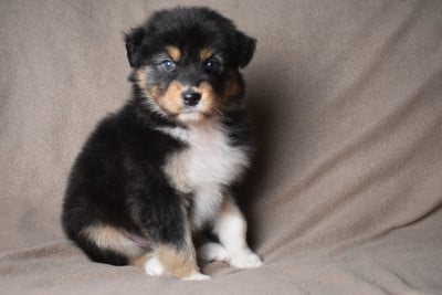 BLAIR (nom provisoire) - Berger Australien