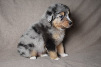 BERLIOZ (nom provisoire) - Berger Australien