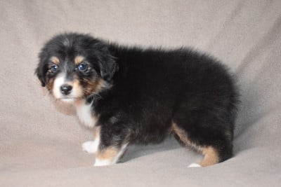 BLAKE (nom provisoire) - Berger Australien