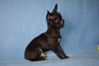Les chiots de Chihuahua