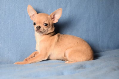 Les chiots de Chihuahua