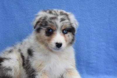 Les chiots de Berger Australien