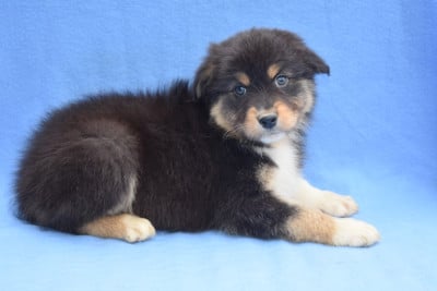 Les chiots de Berger Australien