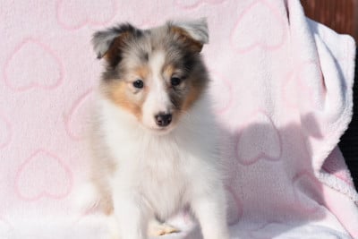 Les chiots de Shetland Sheepdog