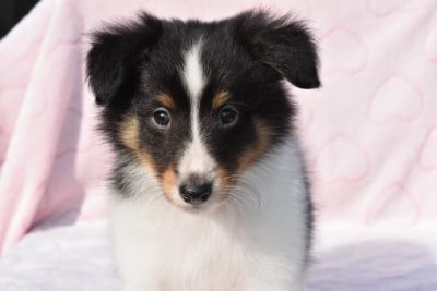Les chiots de Shetland Sheepdog