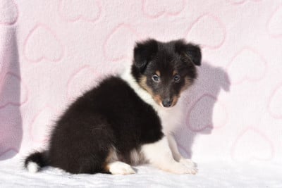 Les chiots de Shetland Sheepdog