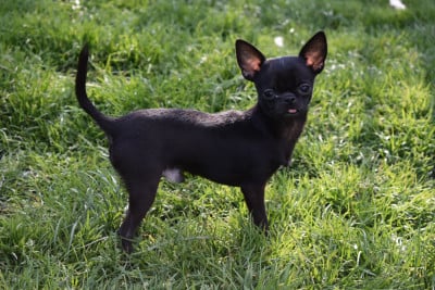 Les chiots de Chihuahua