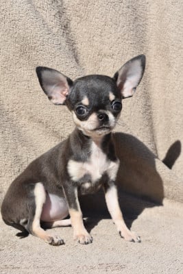 Les chiots de Chihuahua