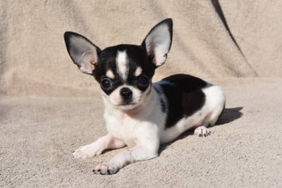 Les chiots de Chihuahua