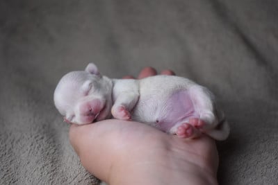 Les chiots de Chihuahua