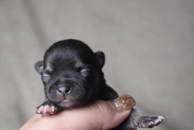 Les chiots de Chihuahua