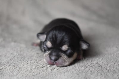 Les chiots de Chihuahua