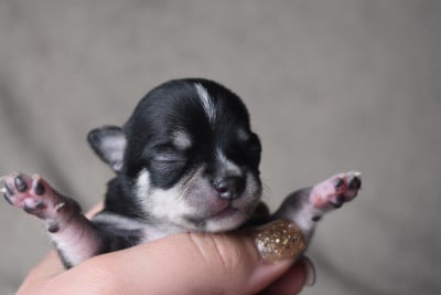 Les chiots de Chihuahua
