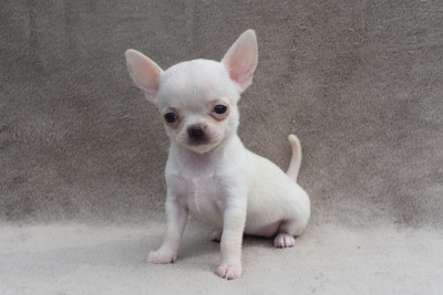 Les chiots de Chihuahua