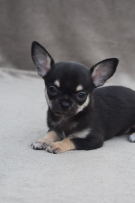 Les chiots de Chihuahua
