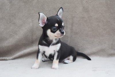 Les chiots de Chihuahua