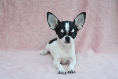 Les chiots de Chihuahua