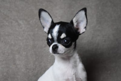 Les chiots de Chihuahua