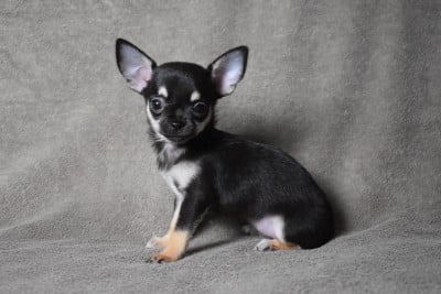 Les chiots de Chihuahua