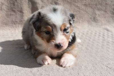 Les chiots de Berger Australien