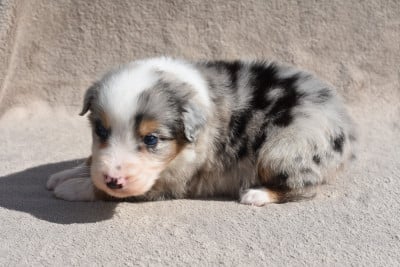 Les chiots de Berger Australien