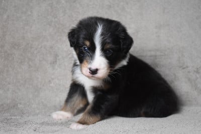 Les chiots de Berger Australien