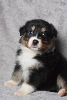 Les chiots de Berger Australien