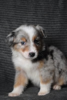Les chiots de Berger Australien