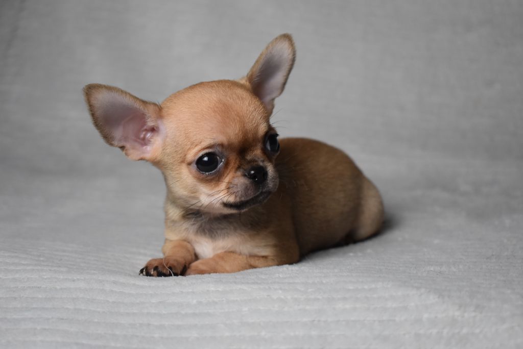 ALADDIN (nom provisoire)