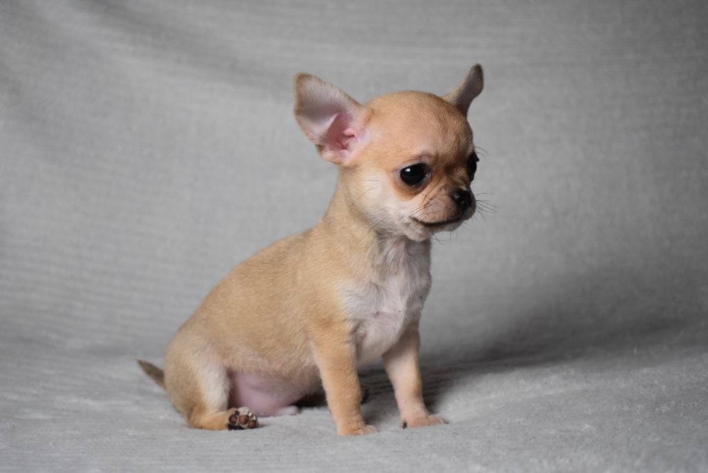 AVALAN (nom provisoire)