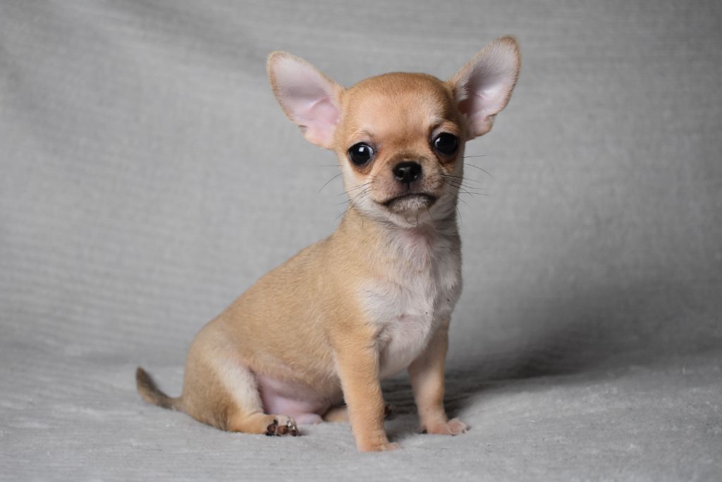 AVALAN (nom provisoire)