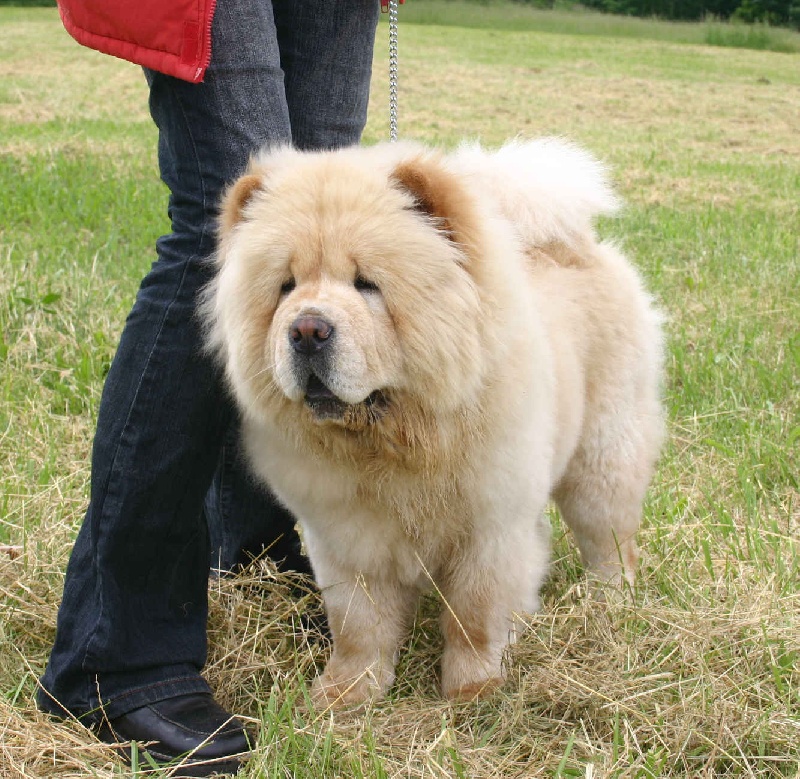 Snow-ball de thomburu - très prometteur meilleur puppy