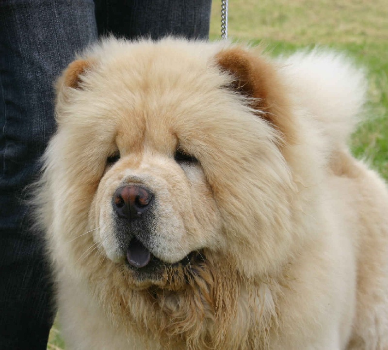 Snow-ball de thomburu - très prometteur meilleur puppy