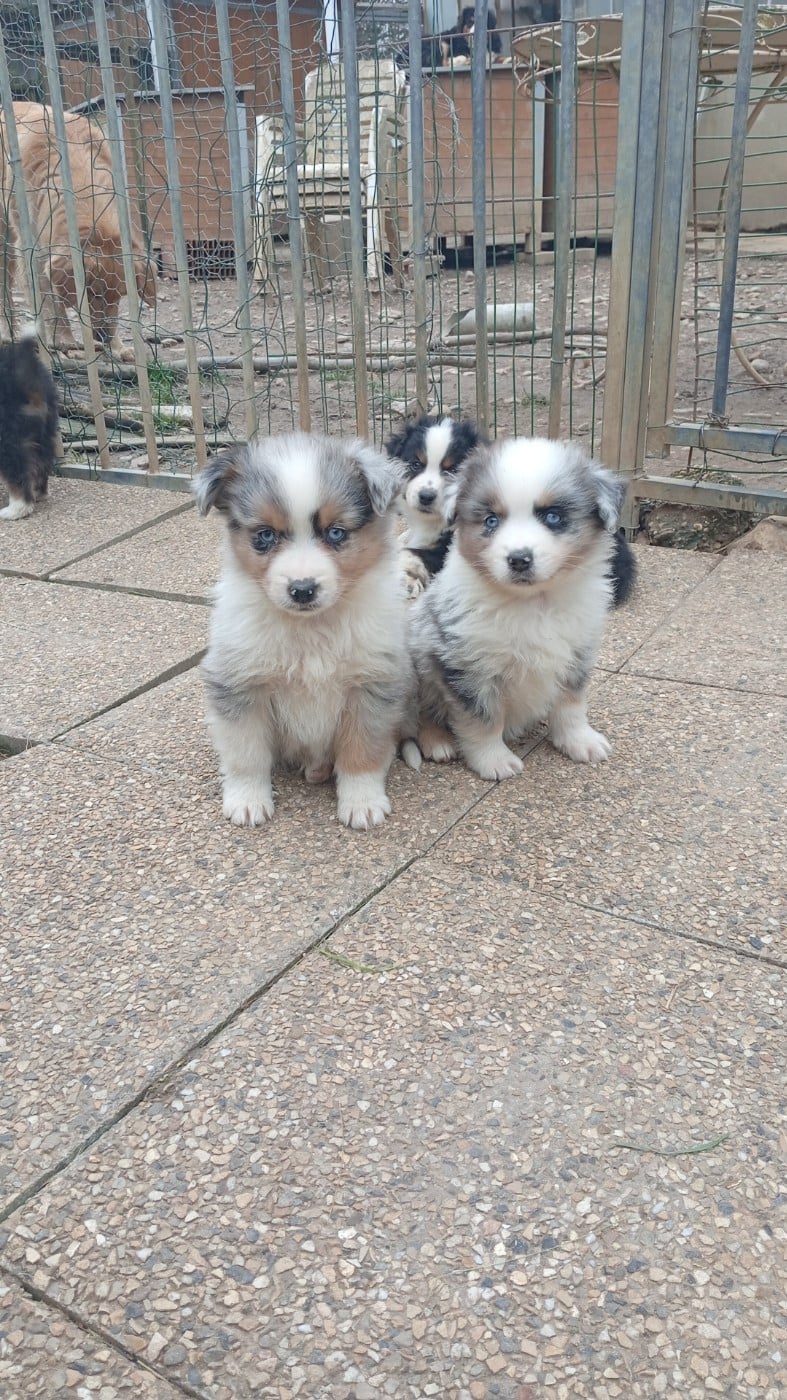 Berger Américain Miniature  - Matata des Dunes