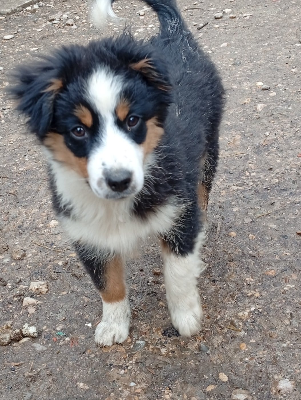 Berger Américain Miniature  - Matata des Dunes