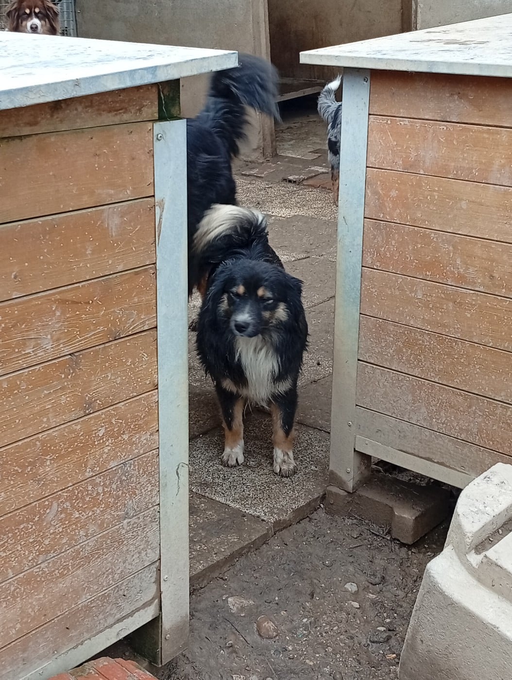 Berger Américain Miniature  - Matata des Dunes
