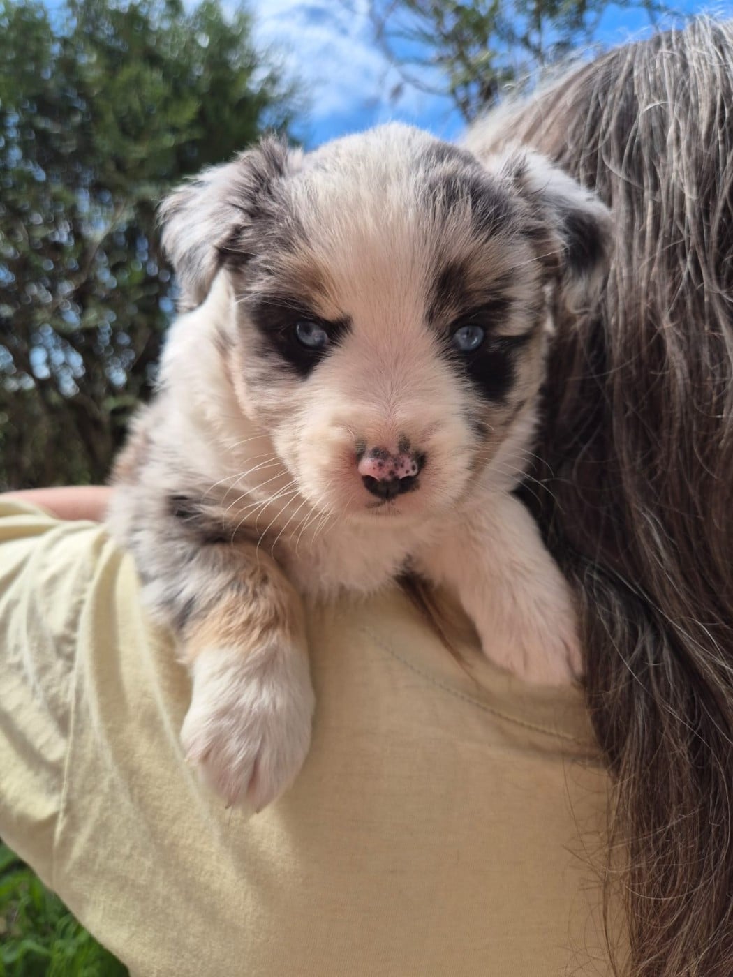 Berger Américain Miniature  - Matata des Dunes