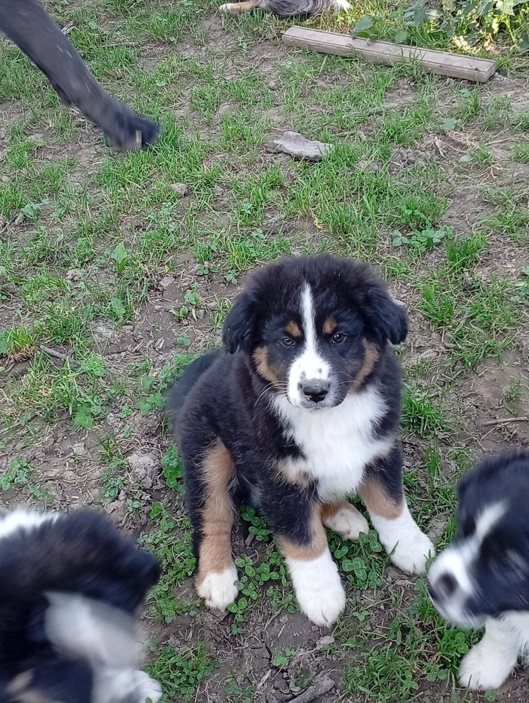 BALOO